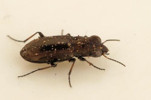 Réf. 288 495 : Notiophilus biguttatus